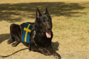 Shepherd with Swedish Flag by Efrem Efre