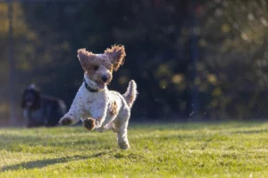 Dog running on grass field